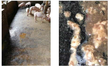 from clipboard from clipboard