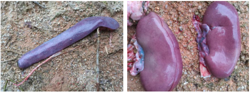 from clipboard from clipboard