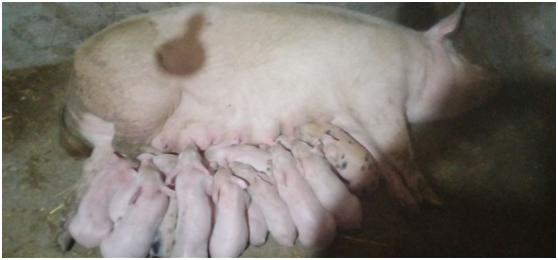 from clipboard from clipboard