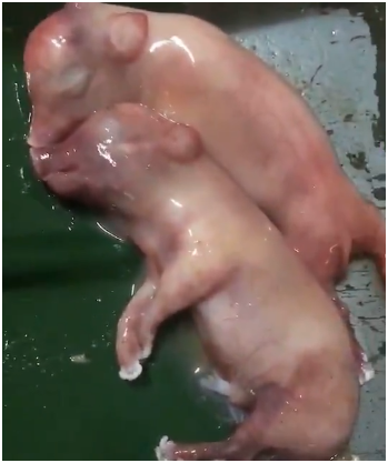 from clipboard from clipboard