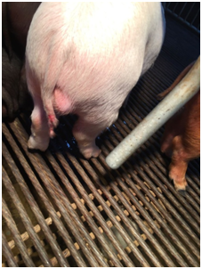 from clipboard from clipboard