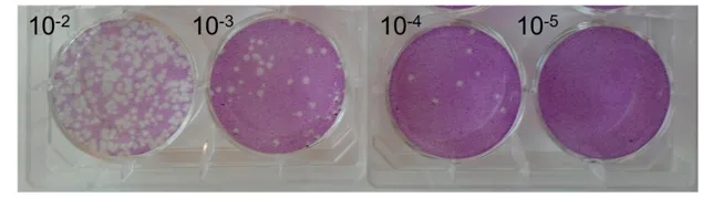 from clipboard from clipboard