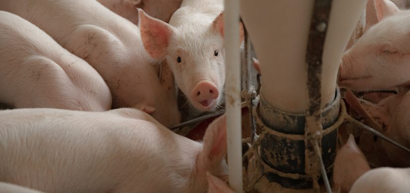 from clipboard from clipboard