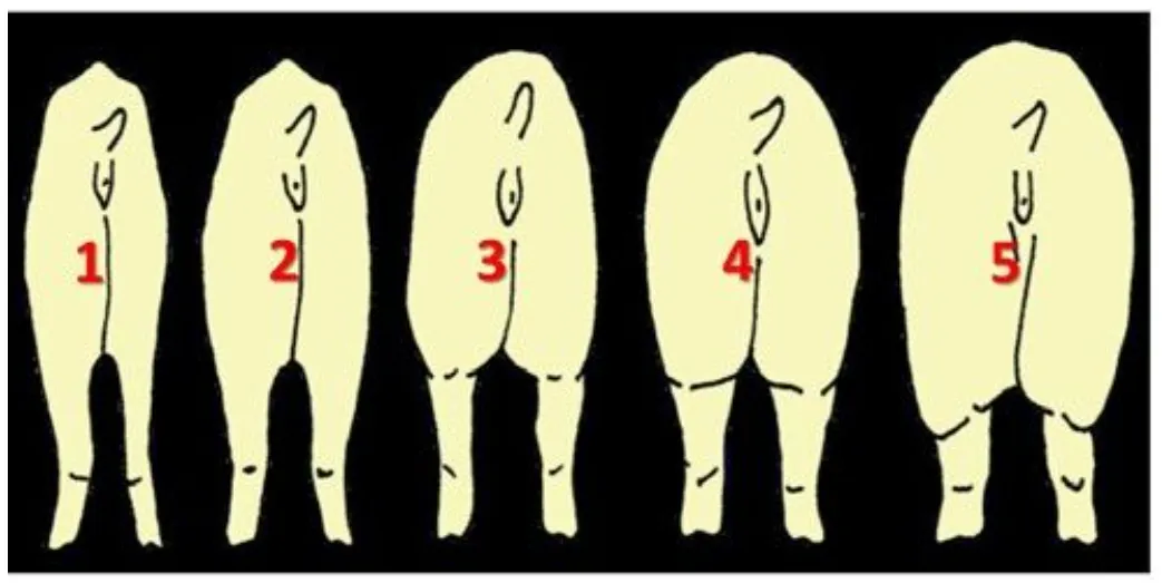 from clipboard from clipboard