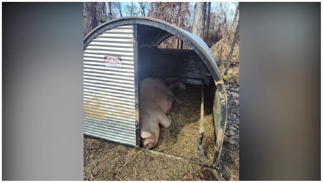 from clipboard from clipboard