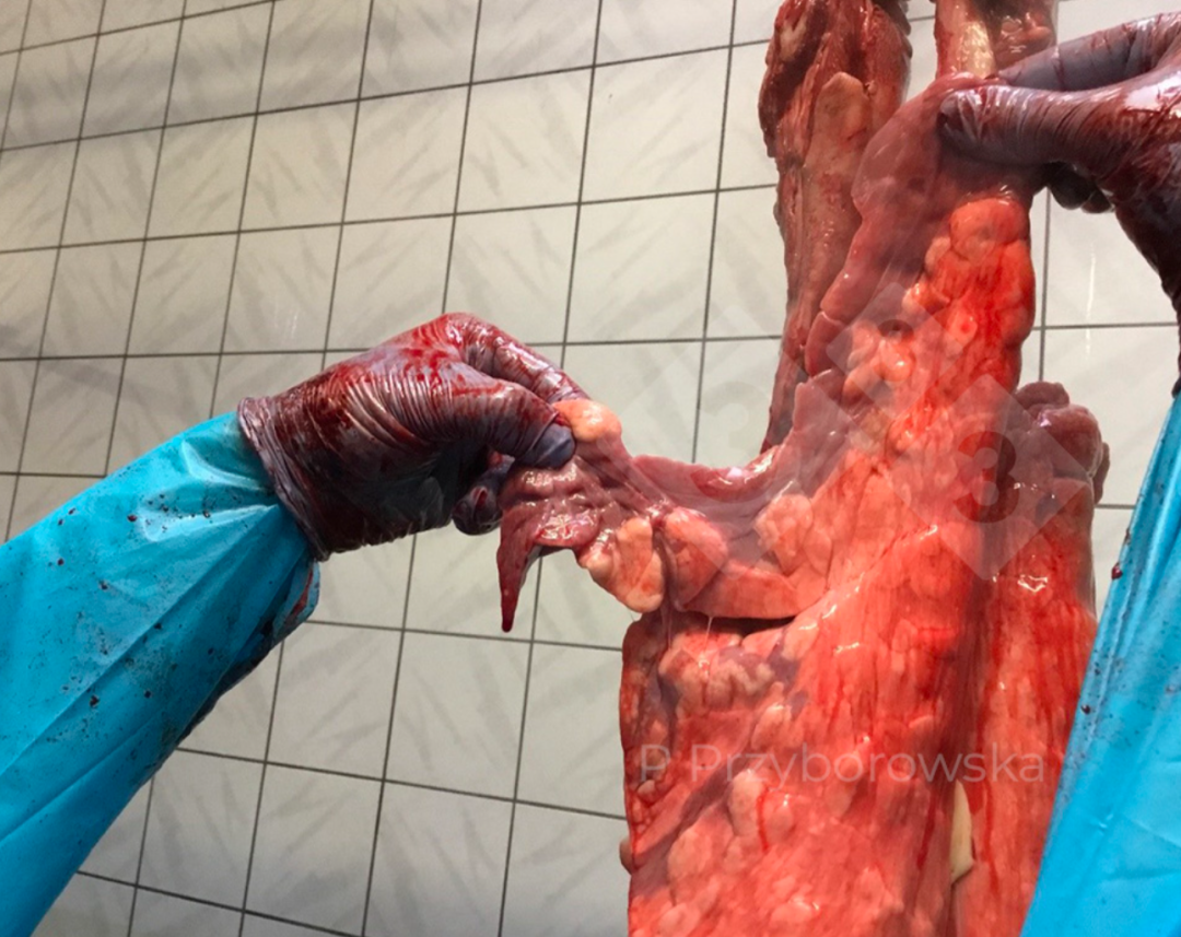 from clipboard from clipboard