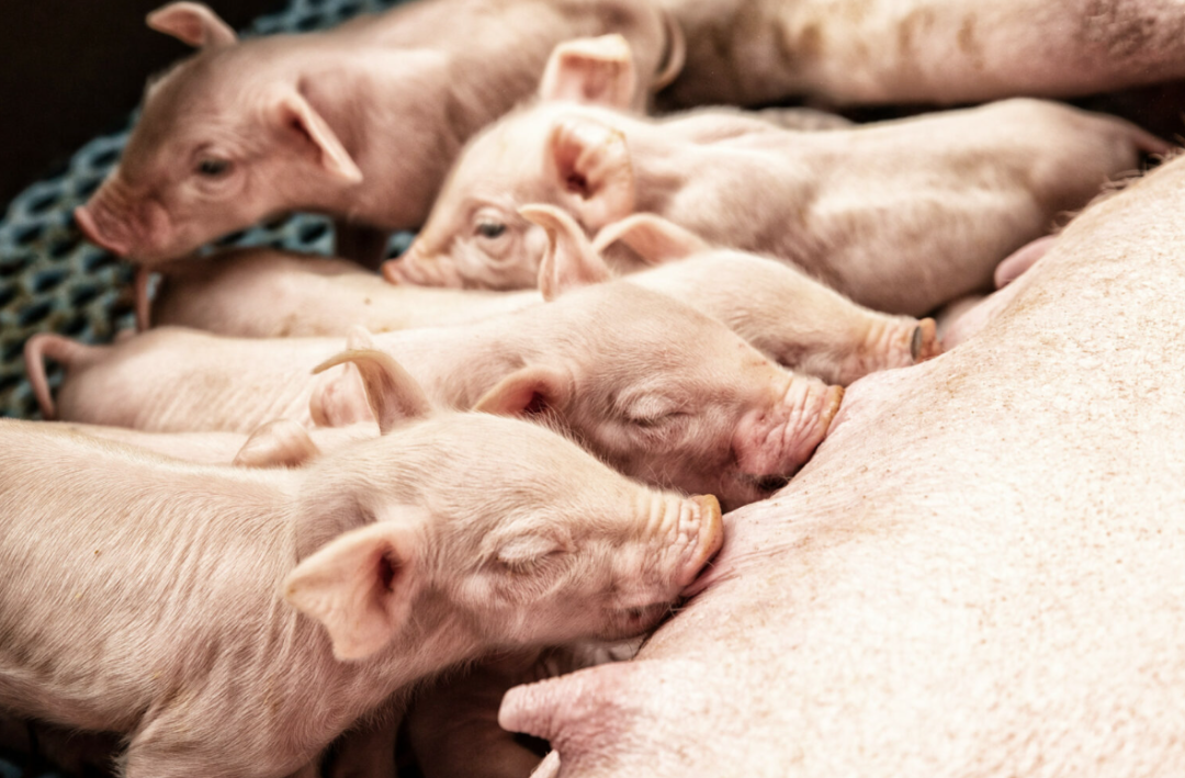 from clipboard from clipboard