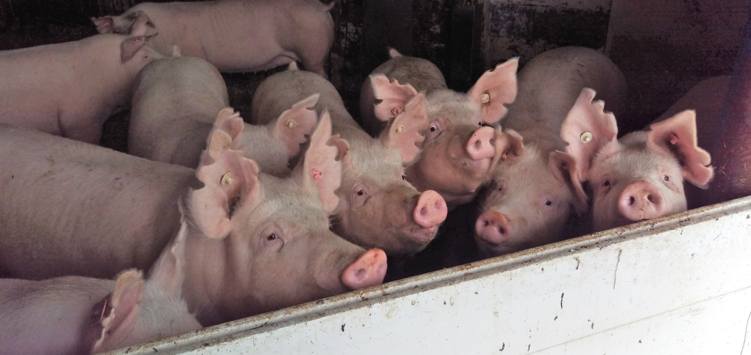 from clipboard from clipboard