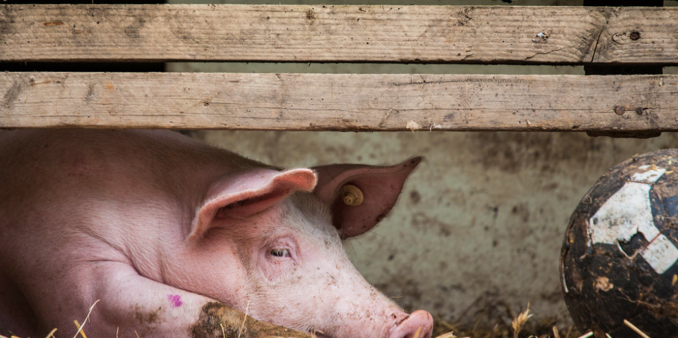 from clipboard from clipboard